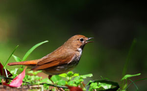 紅尾歌鴝 紅尾歌鴝