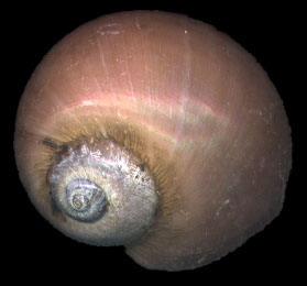 粉紅玉螺 粉紅玉螺