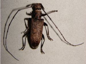 咖啡錦天牛 咖啡錦天牛