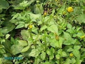 細葉刺針草[細葉刺針草]