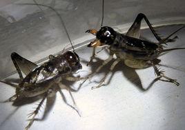 寧陽蟋蟀 寧陽蟋蟀