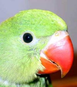 亞歷山大鸚鵡