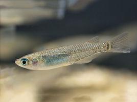 原生觀賞魚 原生觀賞魚