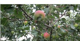 巨森蘋果 巨森蘋果