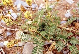 礫石棘豆 礫石棘豆