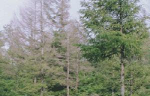 （圖）歐洲大榆小蠹