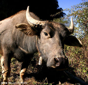 瑟氏泰勒蟲病 瑟氏泰勒蟲病