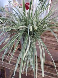 假金絲馬尾 假金絲馬尾