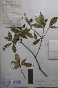 木果海桐 木果海桐