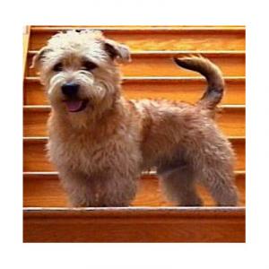 峽谷型依馬爾犬 峽谷型依馬爾犬