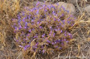 薩氏棘豆 薩氏棘豆