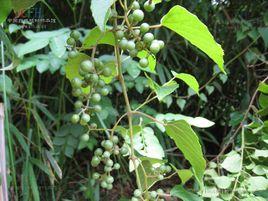 葛藟果實[葛藟果實]