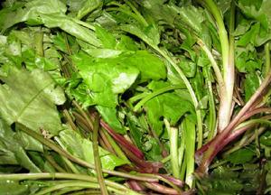山菠菜 山菠菜