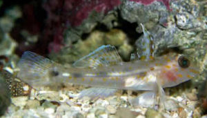 透明蝦虎 透明蝦虎