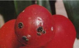 番茄青黴果腐病 番茄青黴果腐病