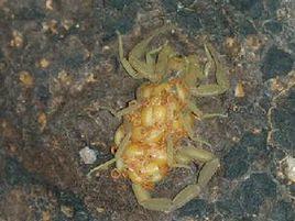 墨西哥雕像木蠍 墨西哥雕像木蠍