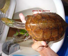 四眼斑龜 四眼斑龜