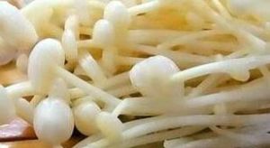 靈壽金針菇
