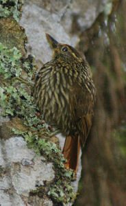 點斑拾葉雀 點斑拾葉雀