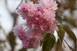 菊枝垂櫻 菊枝垂櫻