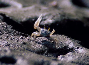 高能招潮蟹 高能招潮蟹