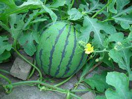 京欣8號 京欣8號