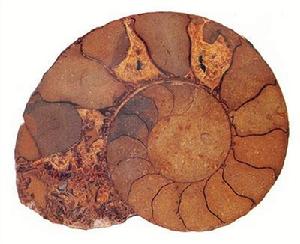 鸚鵡螺化石