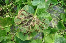 甜瓜黑斑病 甜瓜黑斑病