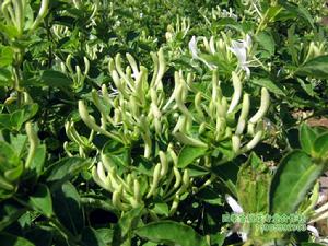 平邑縣供銷金銀花合作社