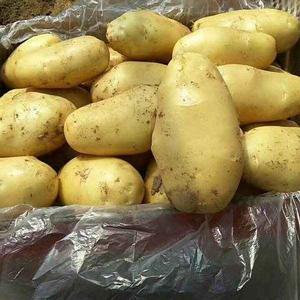 靖邊馬鈴薯 靖邊馬鈴薯