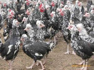 河南火雞網 河南火雞網