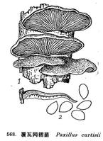 覆瓦網褶菌 覆瓦網褶菌