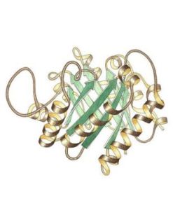 磷酸丙糖異構酶