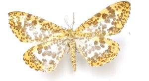 巨長翅尺蛾 巨長翅尺蛾