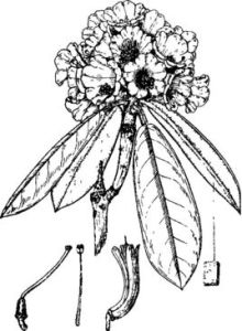 白毛粉鍾杜鵑(變種)