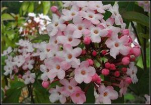 西藏茜草 西藏茜草