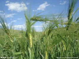 青稞[禾本科植物]