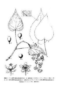 毛葉山桐子 毛葉山桐子