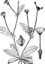 異喙菊屬 異喙菊屬