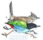 溝嘴犀鵑 溝嘴犀鵑