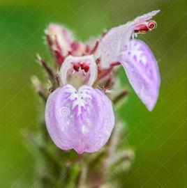 五指山藍 五指山藍