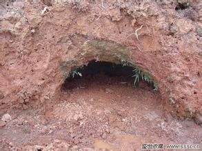 土洞墓 土洞墓
