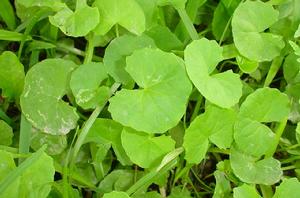 馬蹄草[毛茛目藥毛茛科植物]