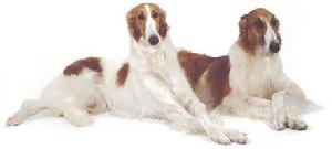 矮腳硬長毛獵犬