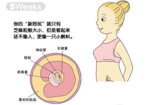 懷孕5周