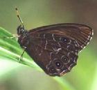 黛眼蝶 Lethe dura (Marshall)