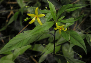 富寧香草 富寧香草