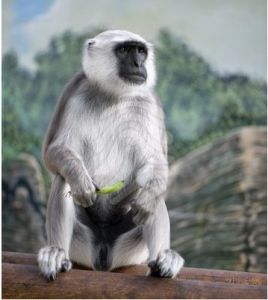 尼泊爾灰葉猴 尼泊爾灰葉猴