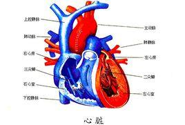 情緒心臟病 情緒心臟病
