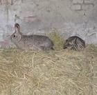 東北黑兔 東北黑兔